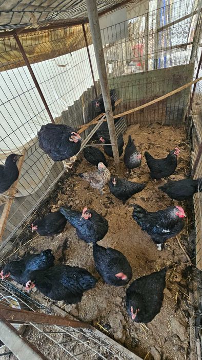 Кора андижон товук