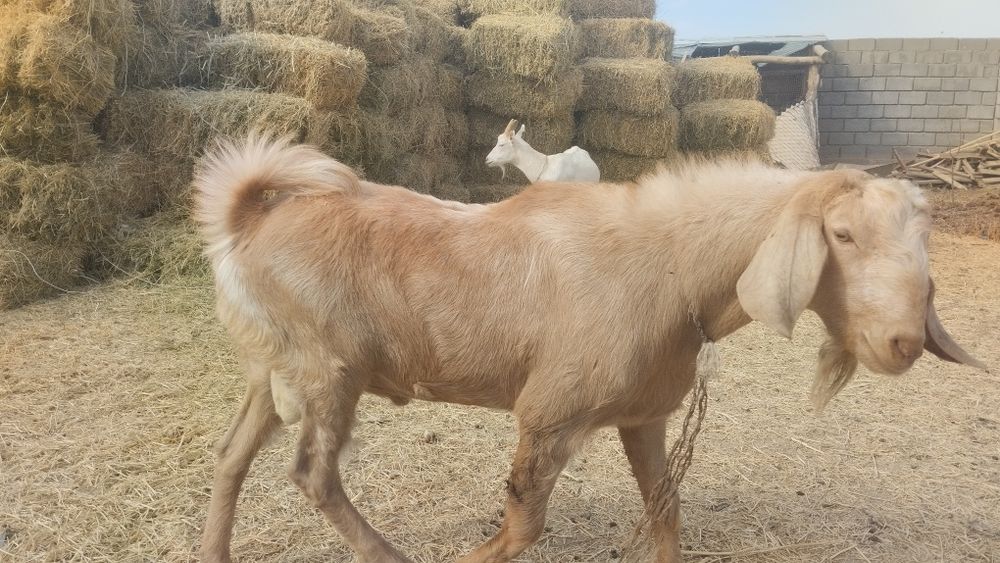 Теке 1.5 жасар казёл