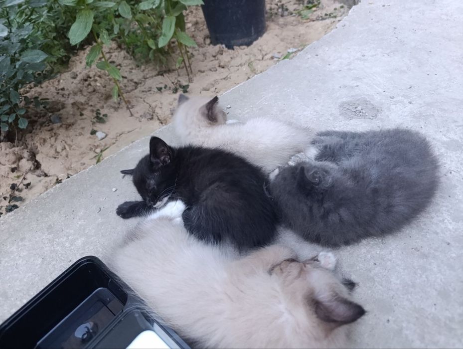 Отдаем бесплатно в добрые руки котят