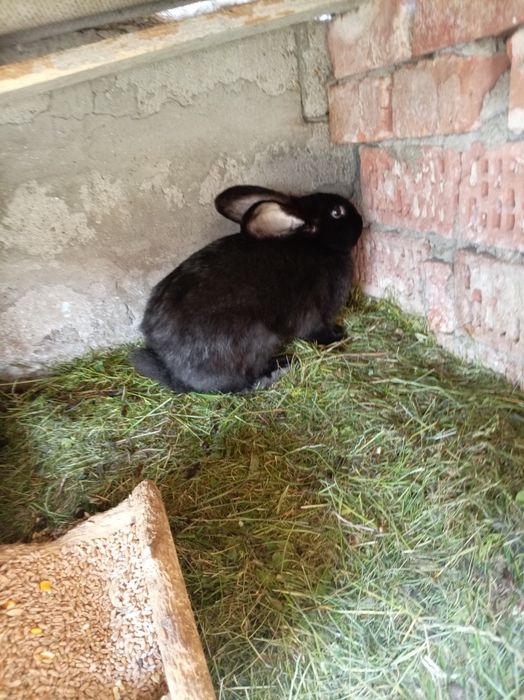 4 Rate româneșiti și 4iepuri