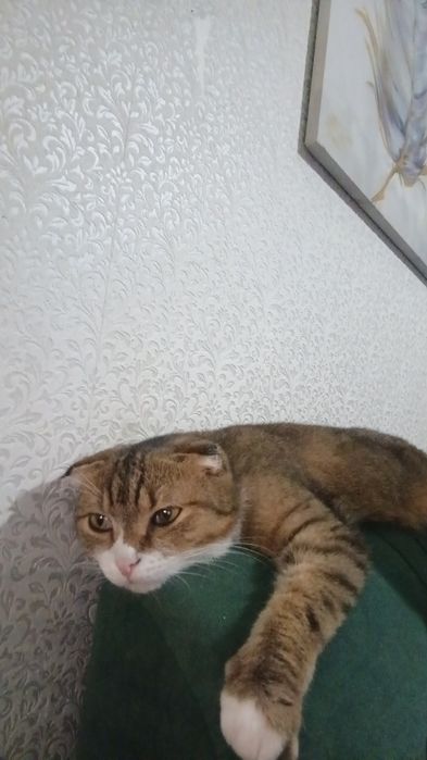 Пропал котик покличке Вова
