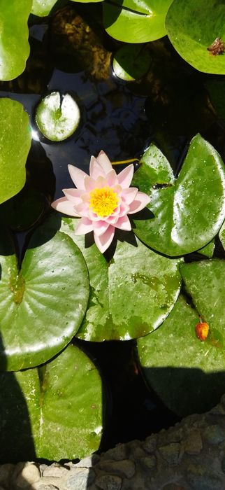 Продам кувшинки(Нимфея)