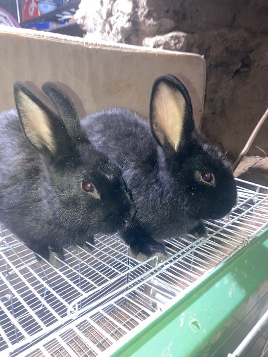 Ikkita qizbola Quyon Karliy.