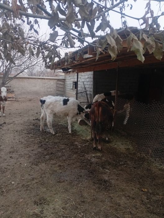 Таанааа сатыладыыы