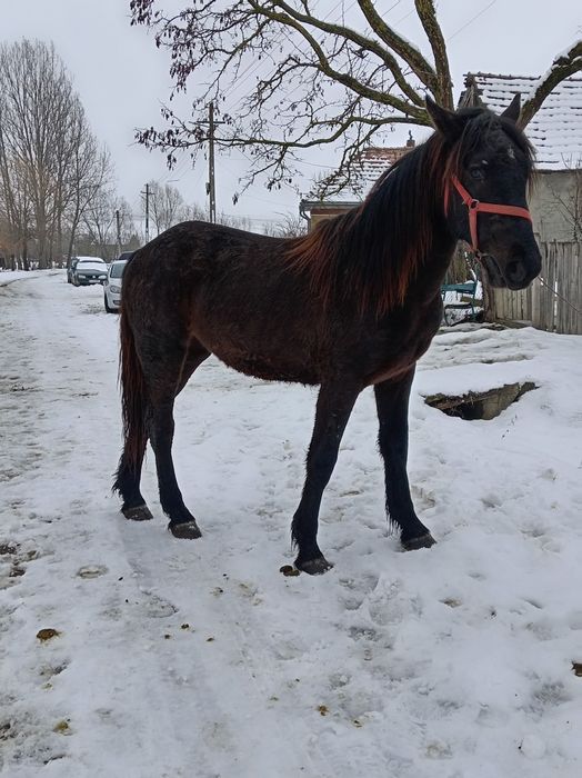 Vând mânză de un an și 8 luni