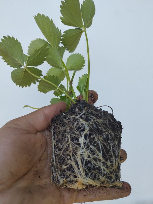 Разсад ягоди,перфектно качество