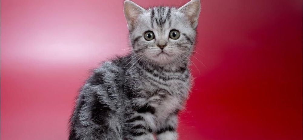 Продам котят британский породы