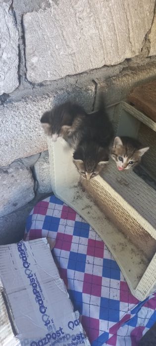 3 Котёнка отдам даром