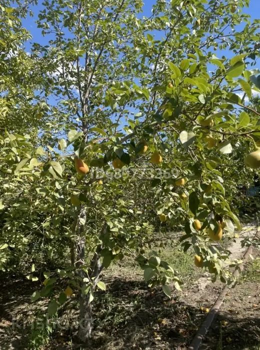 Продам дачу в Алмалах