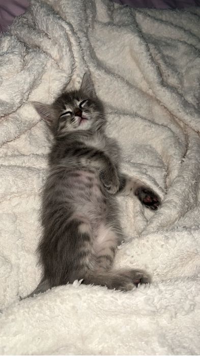 кошка котик котят