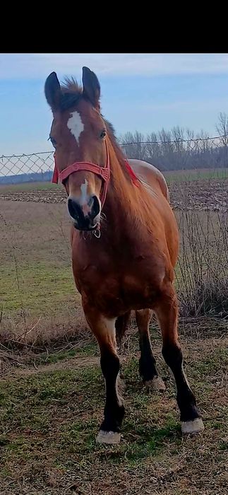 Iapa de 6 ani de vânzare