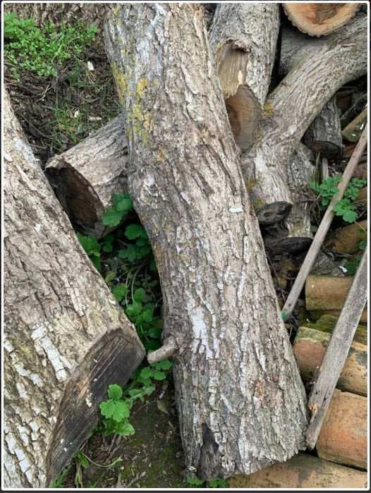 Орехови трупи, дървесина орехов материал