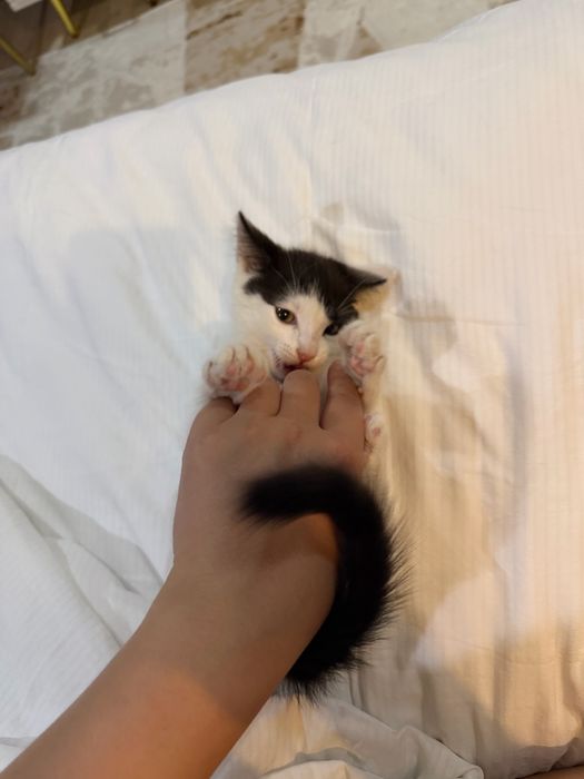 Отдам котенка в добрые руки