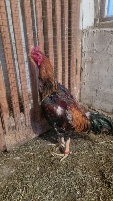 Дакан кораздар..