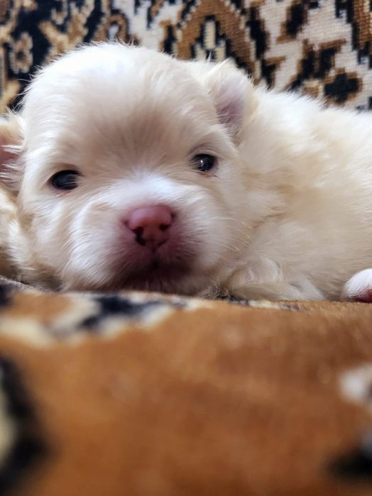 Продам щенков шпица.