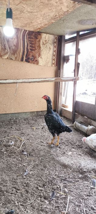 Продам даканиху чистая китаянка