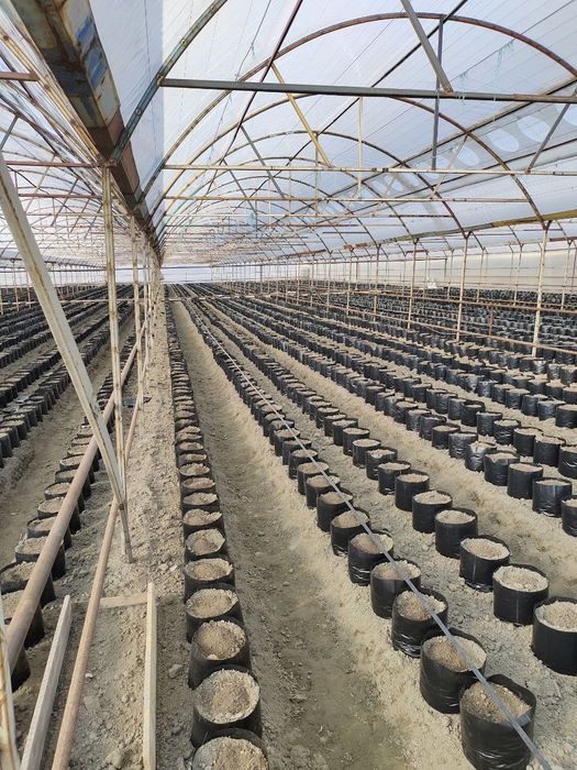 Кочат тувак силёс ва Яна бир канча салафан махсулотлар