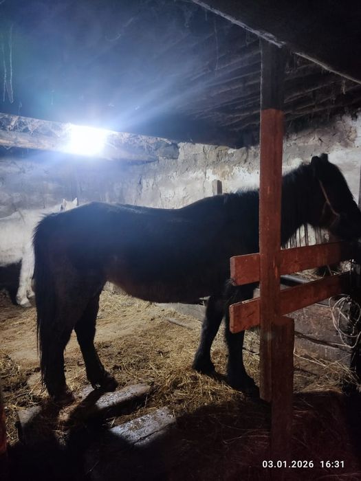 Продаются лошади/Жылқы сатылады