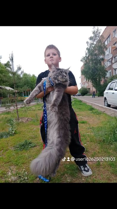 Резерв, девочка. Мейн-кун.