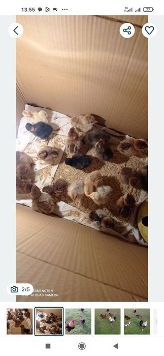 Катунски пилета,кокошки и петли и оплодени яйца