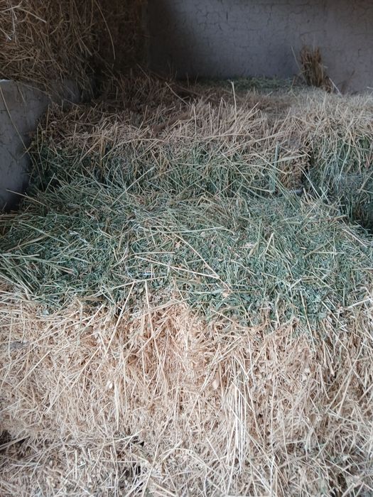 Yorinja kip sotiladi