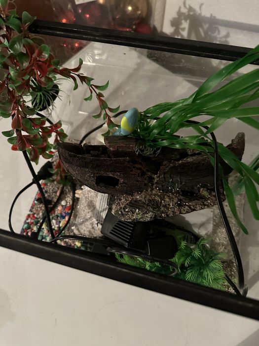 Acvariu pentru pesti