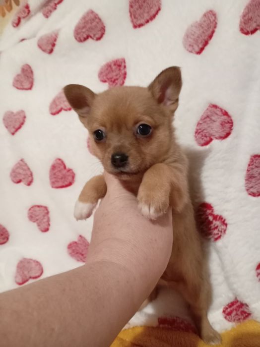 Продам щенков шпице тоя