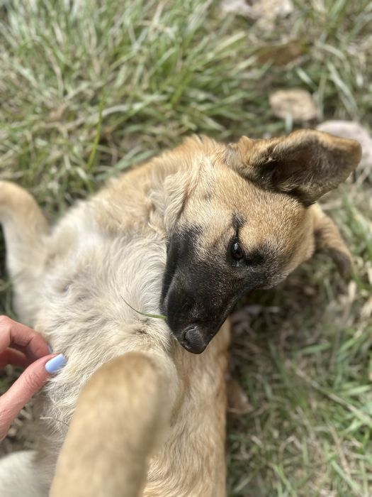 ИЩЕТ ДОМ. Девочка, 5 месяцев