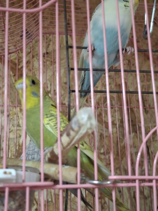 Продам молодых волнистых попугаев