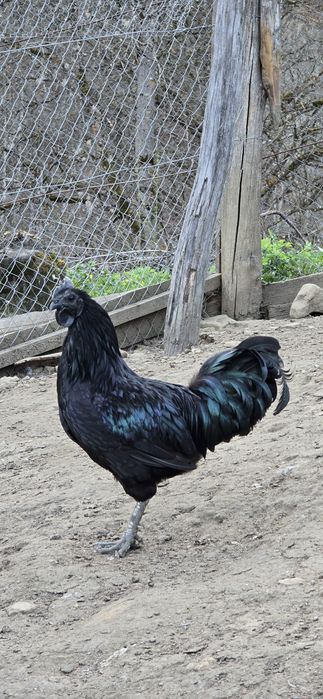 Cocoș Ayam Cemani
