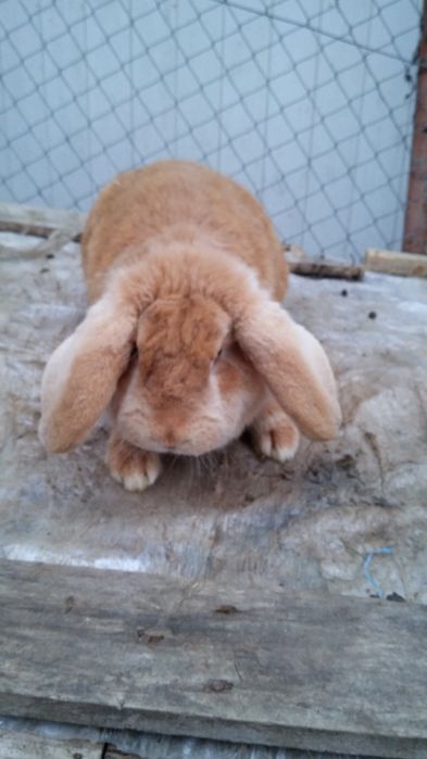 Iepurii femela berbec german alba 100