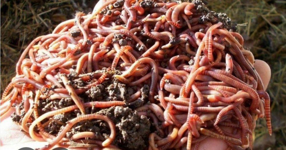 Kaliforniy qizil chuvalchanglari sof go‘sht holatda 1 kg 70 ming sum