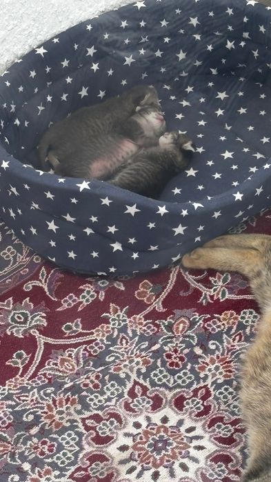 кошка с котёнками