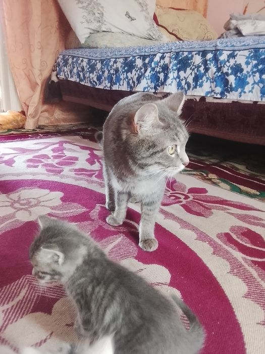 Котята народу не помню