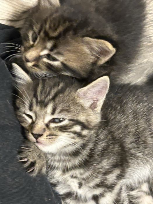 продам котят плродистых