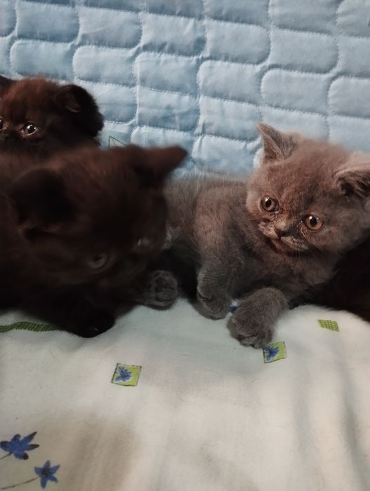 Shadland zotli ( Scottish Fold ) mushuk bolalari 2 oylik