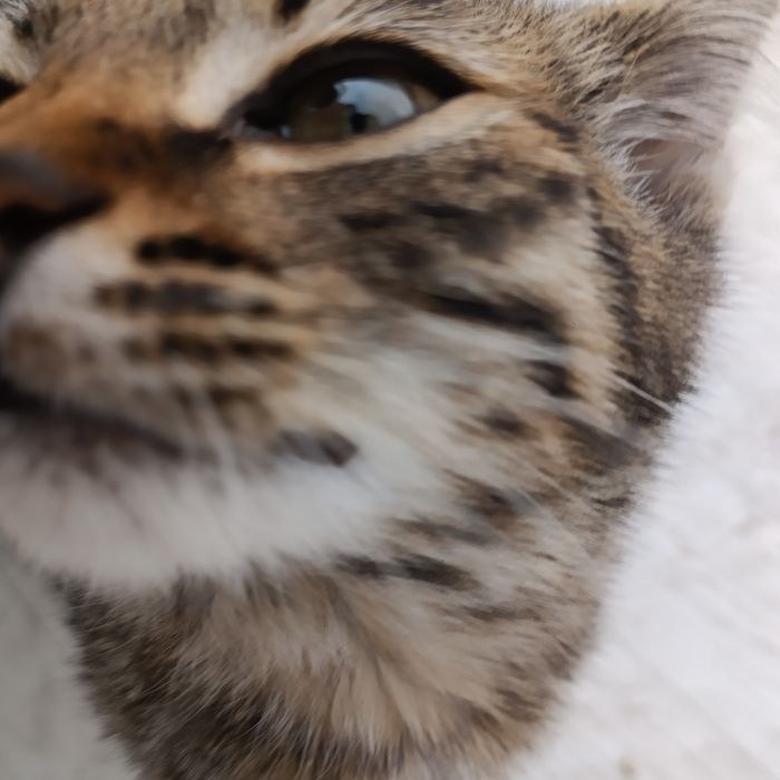 отдам бесплатно котенка