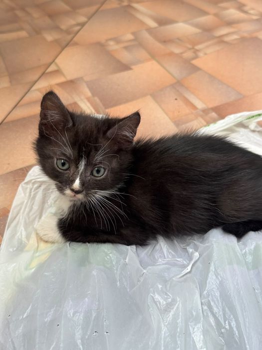Отдам котят в добрые руки