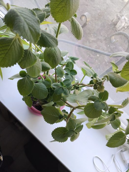 Комнатное растение