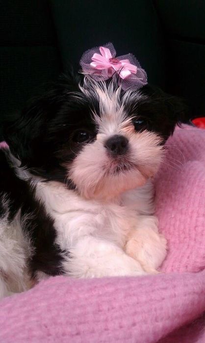 Shih Tzu mascul mini toy cu pedigree tip A