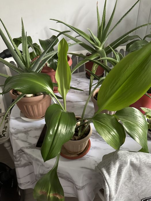 Продам комнатные цветы