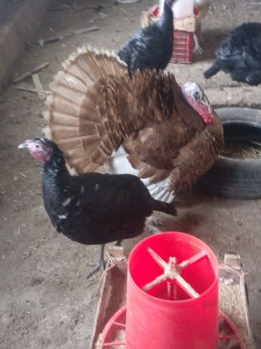 Kurkalar sotiladi 4ta moda 4ta xurozi narxi  400 modalari 500 narlari