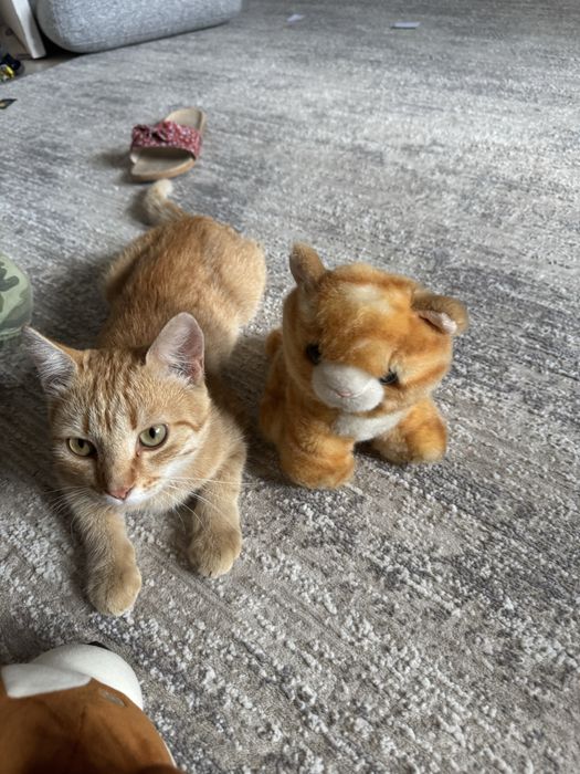 Котенок бесплатно кот рыжик