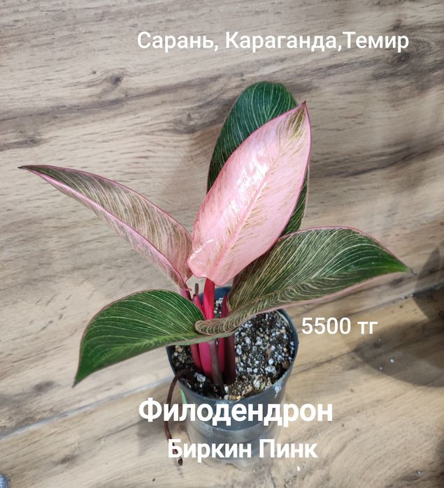 Филодендрон Селоу,Биркин,и т.д