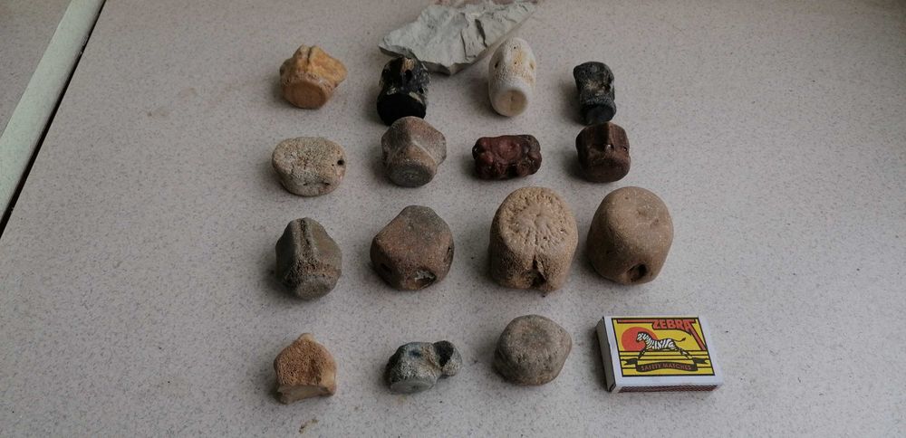 Фосили от морски бозайници