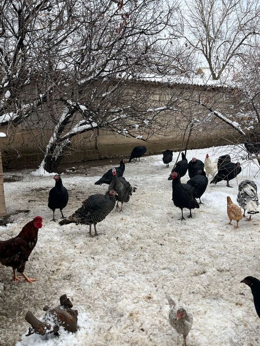 Продаются индюки