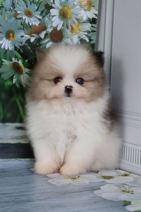 Шпиц мальчик мерле