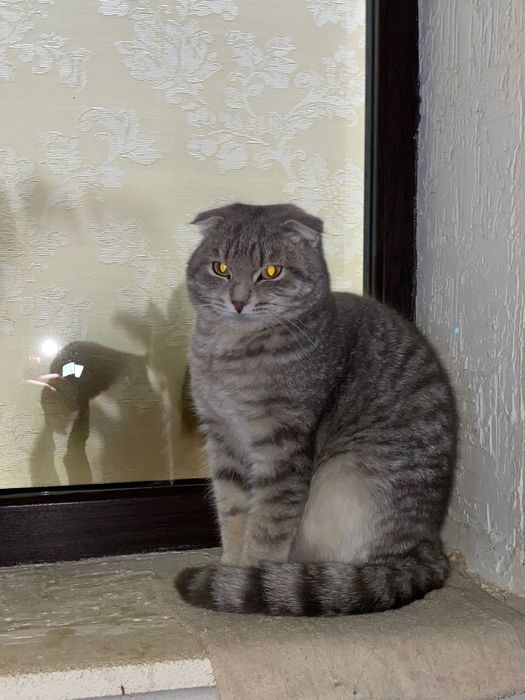 Вислоухи кошка домашный