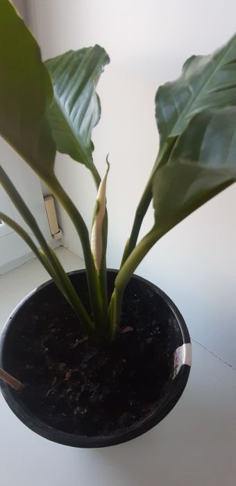 Продам комнатный цветок Женское счастье