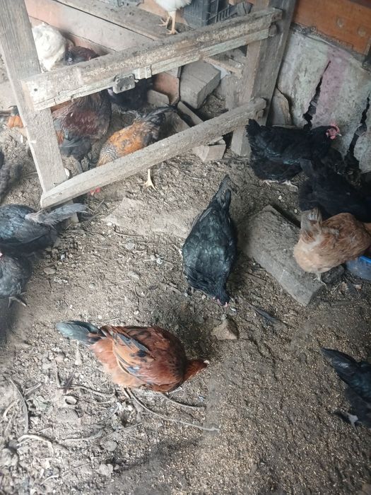 Продам кур несушек разной породы